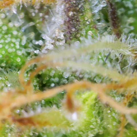 Renie 01 growlog timeline photo