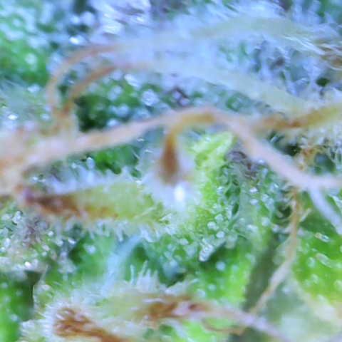 Renie 01 growlog timeline photo
