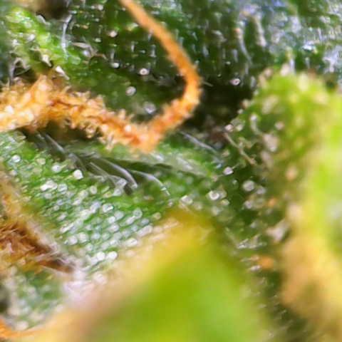 Renie 01 growlog timeline photo