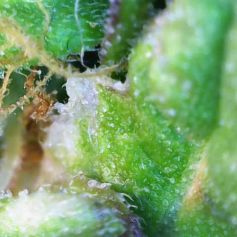 Renie 01 growlog timeline photo