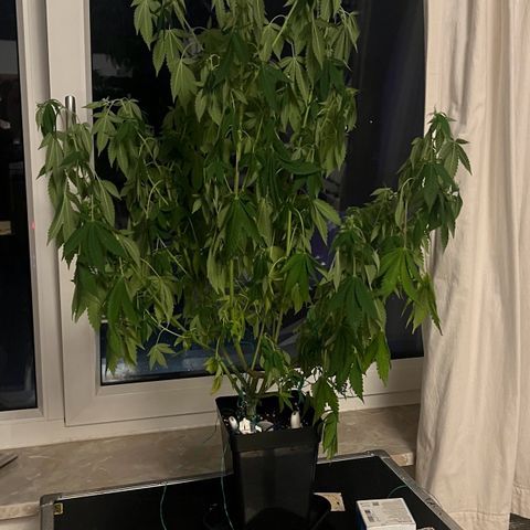 Special Queen 1 growlog timeline photo