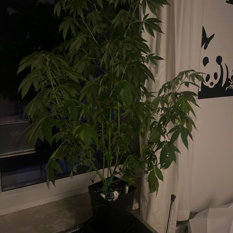 Special Queen 1 growlog timeline photo