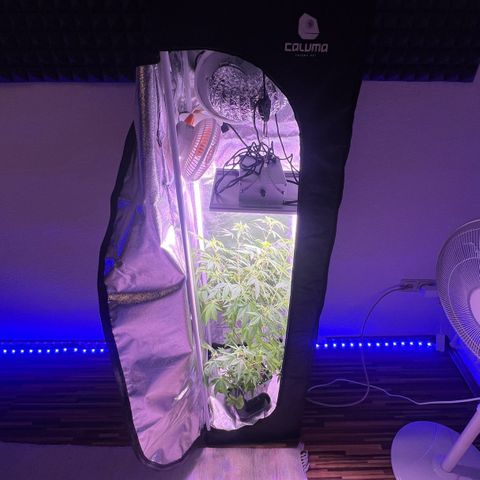 Special Queen 1 growlog timeline photo
