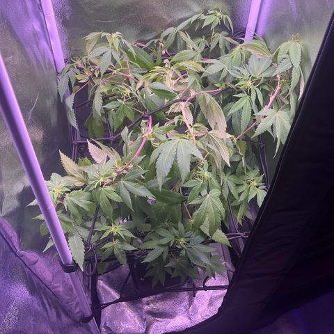 Special Queen 1 growlog timeline photo