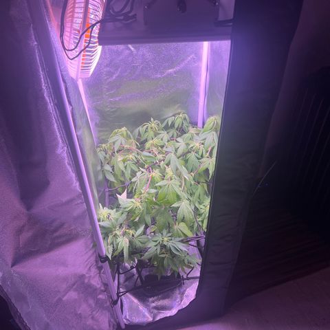 Special Queen 1 growlog timeline photo