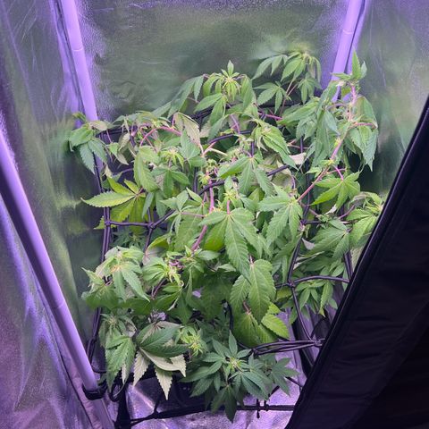 Special Queen 1 growlog timeline photo