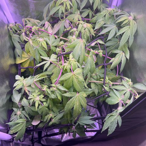 Special Queen 1 growlog timeline photo