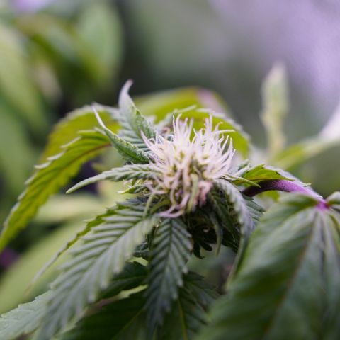 Special Queen 1 growlog timeline photo