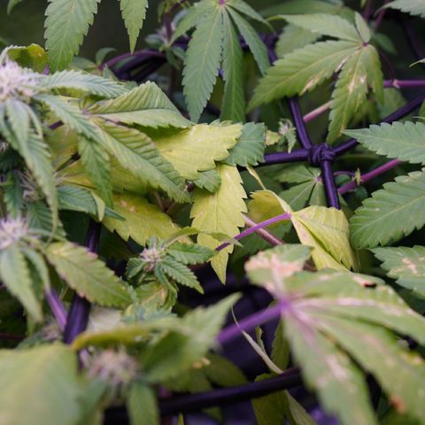 Special Queen 1 growlog timeline photo