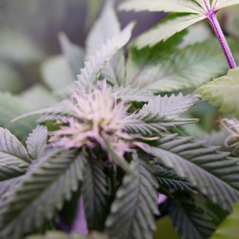 Special Queen 1 growlog timeline photo