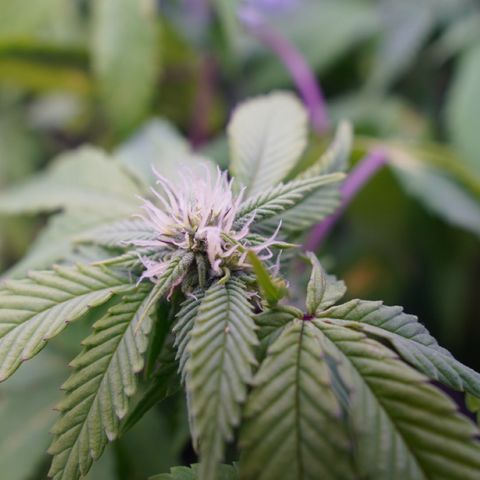 Special Queen 1 growlog timeline photo
