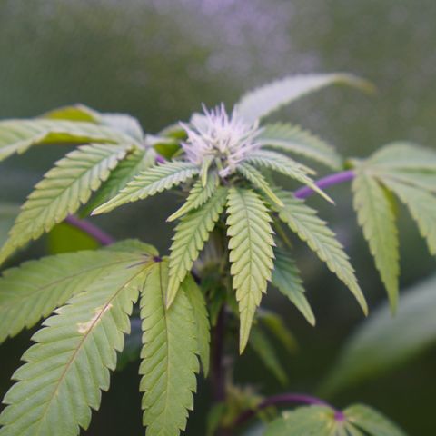 Special Queen 1 growlog timeline photo