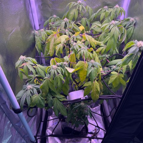 Special Queen 1 growlog timeline photo