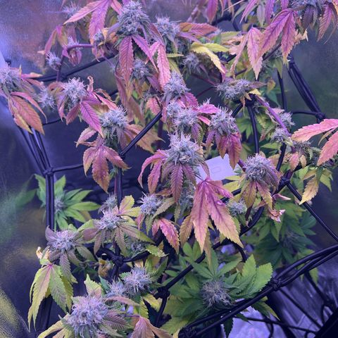 Special Queen 1 growlog timeline photo