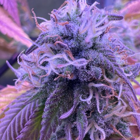 Special Queen 1 growlog timeline photo