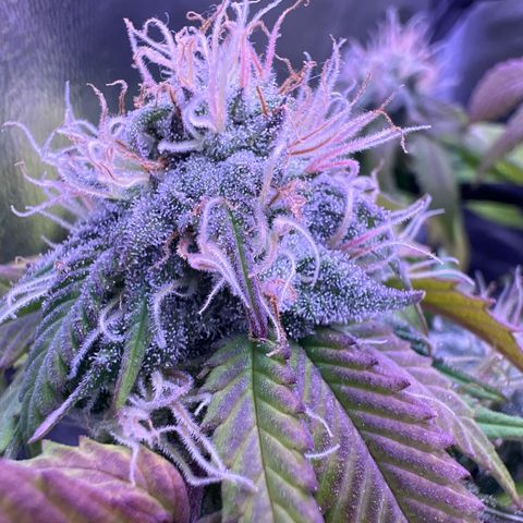 Special Queen 1 growlog timeline photo