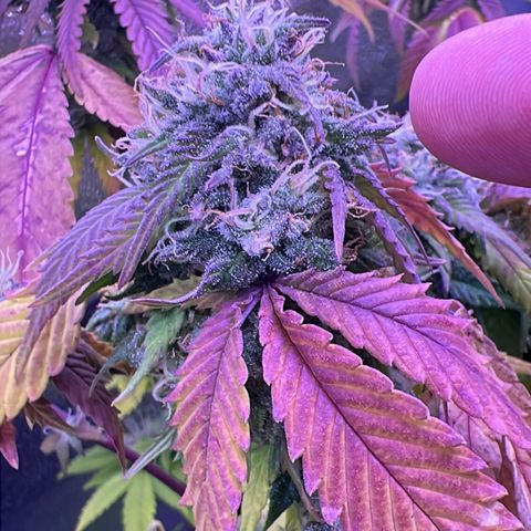 Special Queen 1 growlog timeline photo