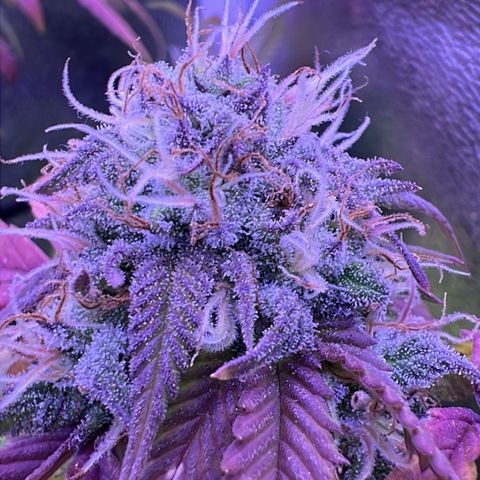 Special Queen 1 growlog timeline photo