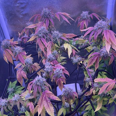 Special Queen 1 growlog timeline photo