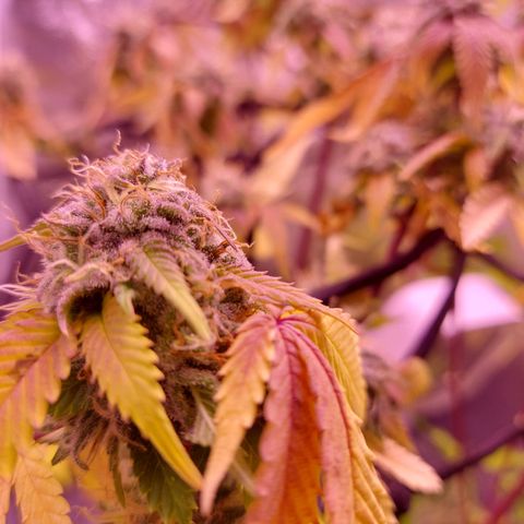Special Queen 1 growlog timeline photo