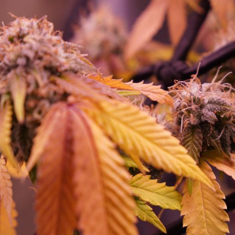 Special Queen 1 growlog timeline photo