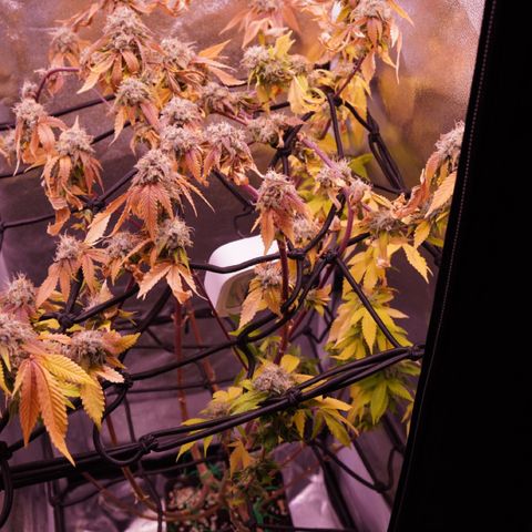 Special Queen 1 growlog timeline photo