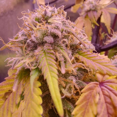 Special Queen 1 growlog timeline photo