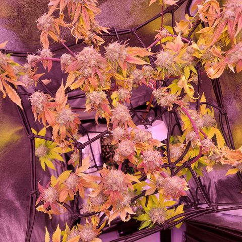 Special Queen 1 growlog timeline photo