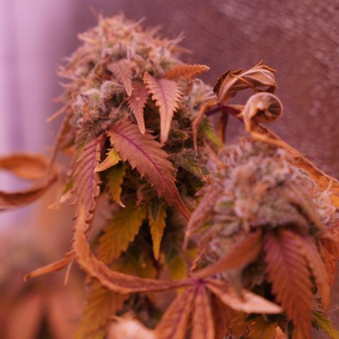 Special Queen 1 growlog timeline photo