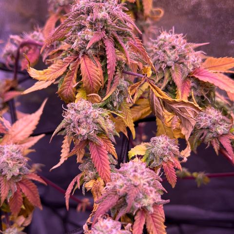 Special Queen 1 growlog timeline photo