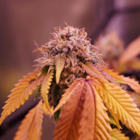 Special Queen 1 growlog timeline photo