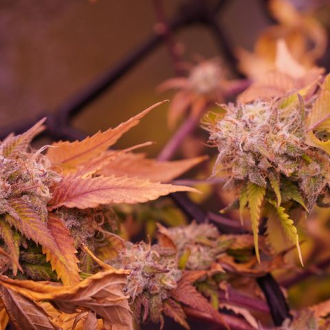 Special Queen 1 growlog timeline photo