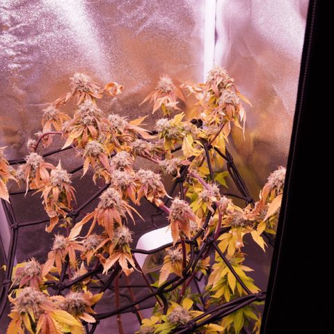 Special Queen 1 growlog timeline photo