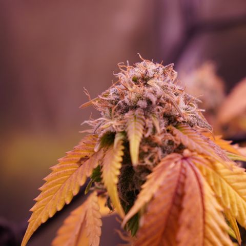 Special Queen 1 growlog timeline photo