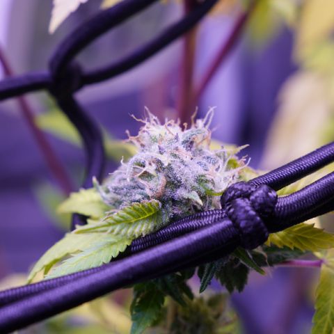 Special Queen 1 growlog timeline photo