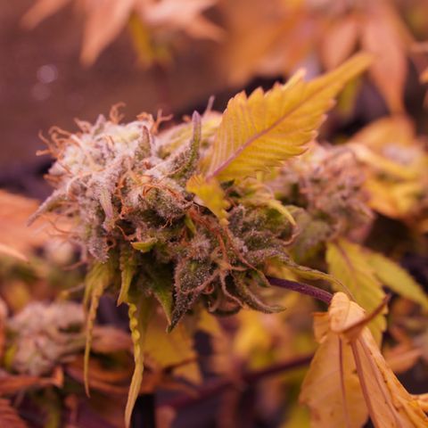 Special Queen 1 growlog timeline photo