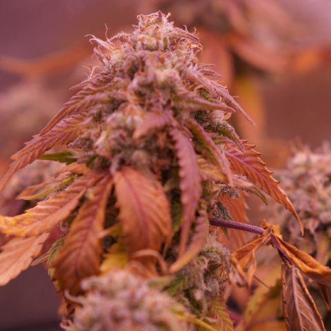 Special Queen 1 growlog timeline photo