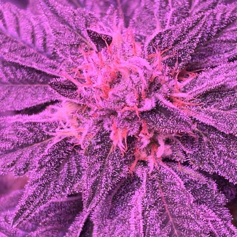 Hawaiian Faanta growlog photo: Week 6 / Day 39-40 