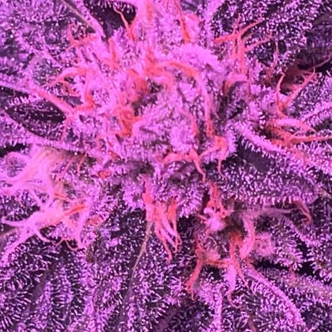 Hawaiian Faanta growlog timeline photo