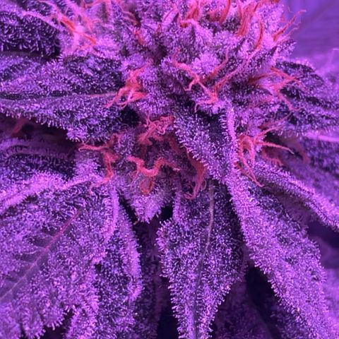 Hawaiian Faanta growlog photo: Day 43
