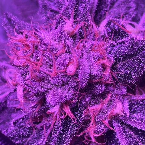 Hawaiian Faanta growlog photo: Day 43