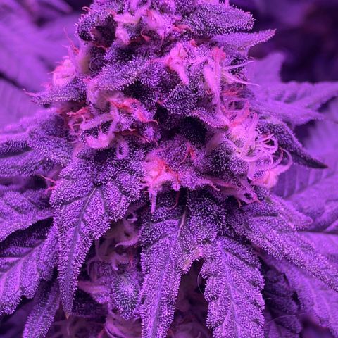 Peachy Pete growlog photo: Day 47