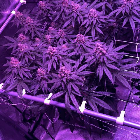 Peachy Pete growlog photo: Day 47