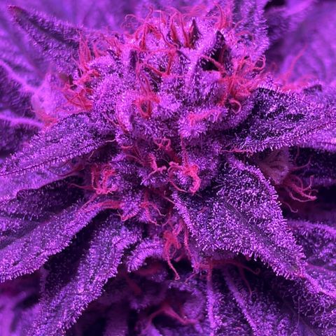 Hawaiian Faanta growlog photo: Day 47