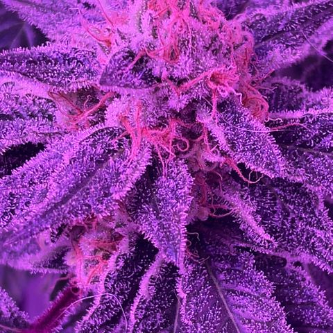 Hawaiian Faanta growlog photo: Day 47