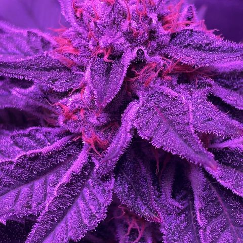 Hawaiian Faanta growlog photo: Day 47