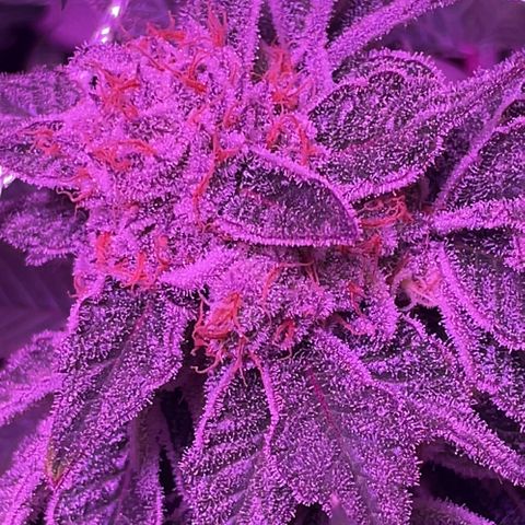 Hawaiian Faanta growlog photo: Day 50
