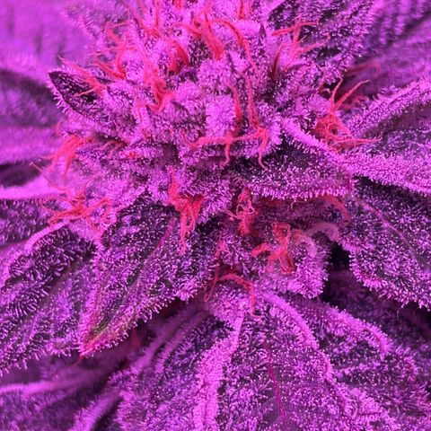 Hawaiian Faanta growlog photo: Day 50