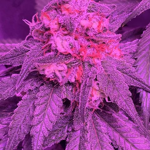 Peachy Pete growlog photo: Day 50
