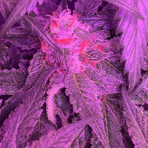 Peachy Pete growlog photo: Day 50